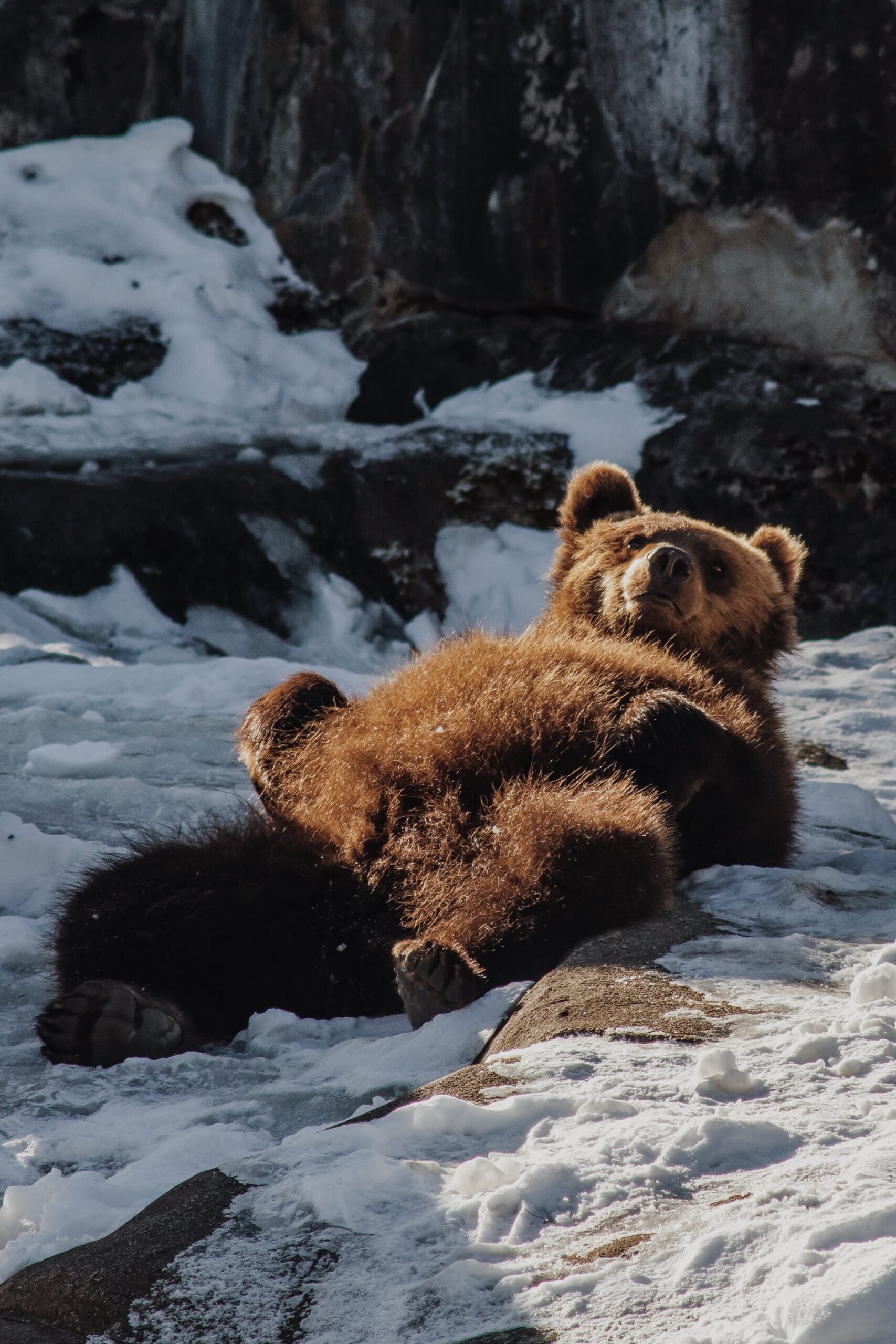 Bears Don’t Stop Hibernating Just Because The Calendar Flipped